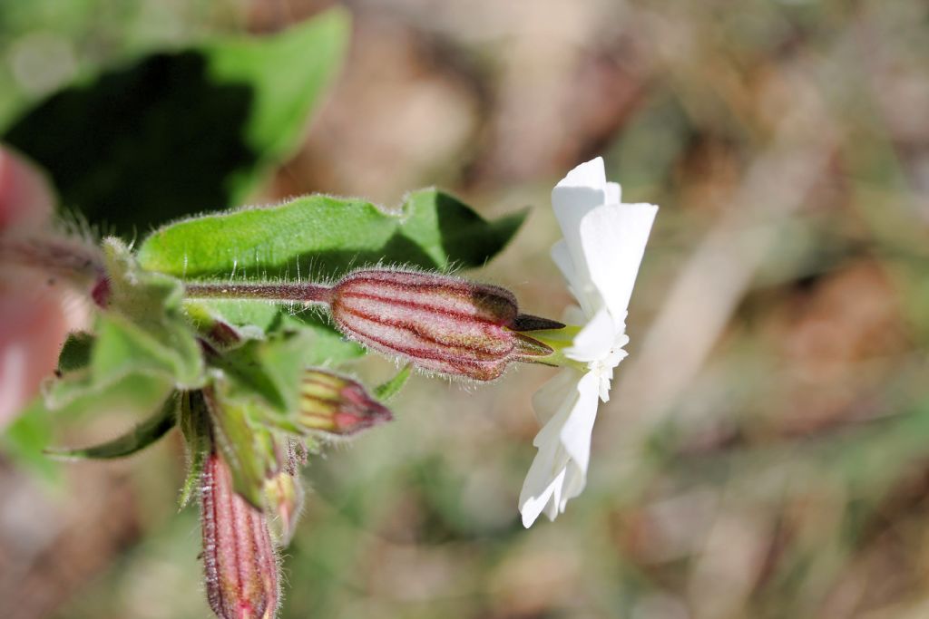Silene latifolia (=Silene alba) / Silene bianca